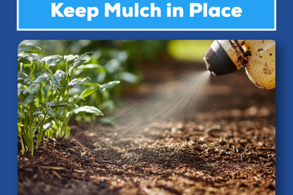 Mulch lock spray: Keep mulch in place