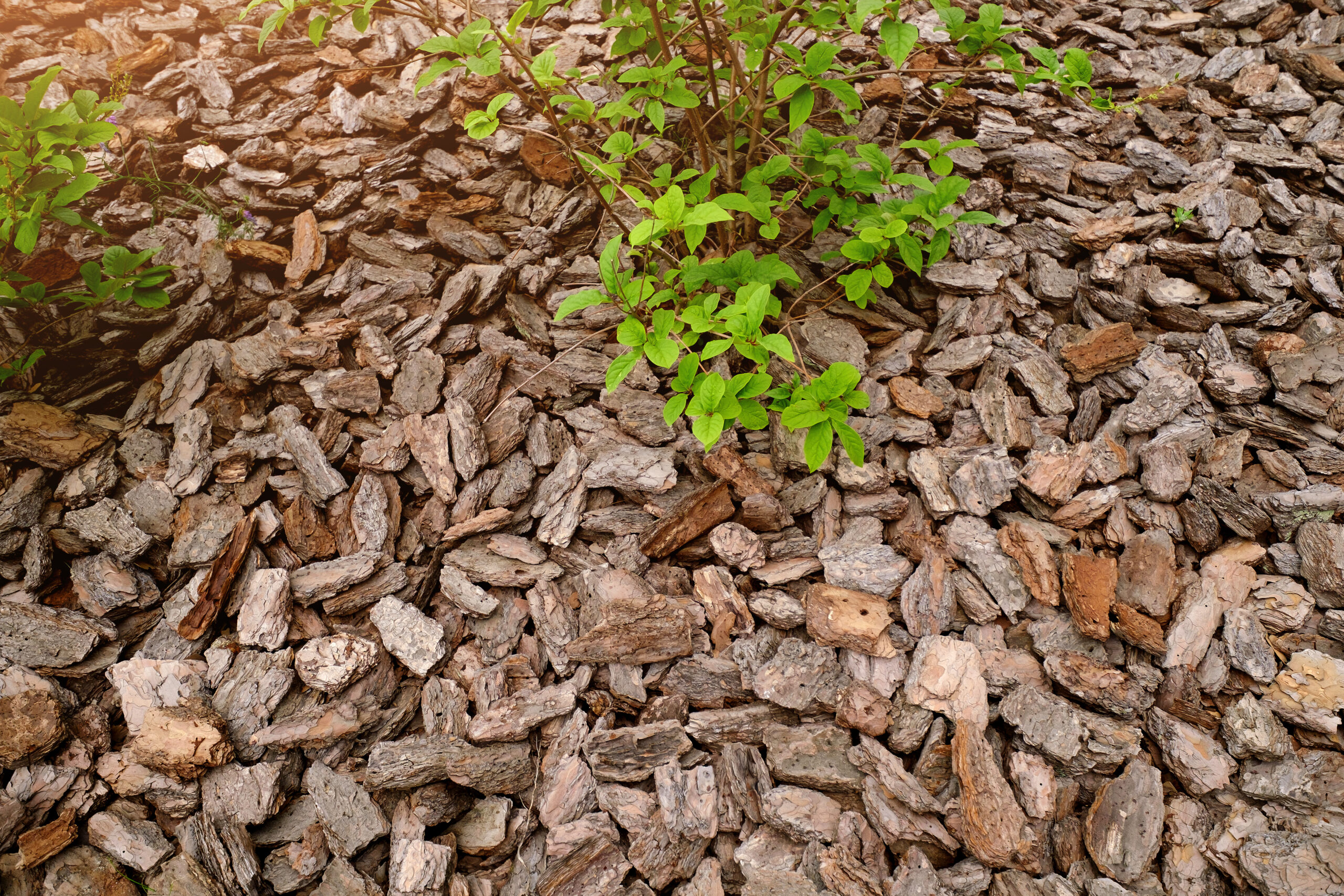Pine mulch bed landscaping close up.